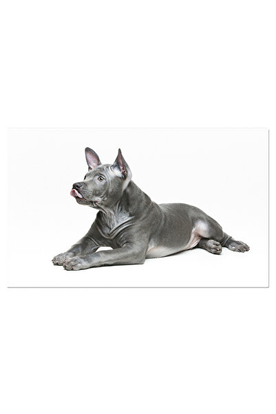 StoryGift Romania Tablou Canvas - Catel Ridgeback: Portret Alb Si Gri