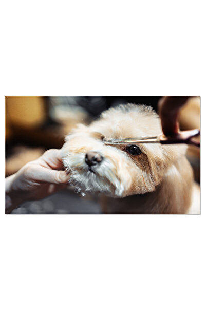 StoryGift Romania Tablou Canvas: Caine Adorabil La Salon, Grooming Si Hairstyle, Pui Pufos