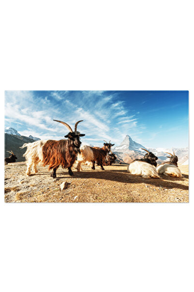 StoryGift Romania Tablou Canvas Capre In Zermatt, Elvetia: Farmecul Naturii S...