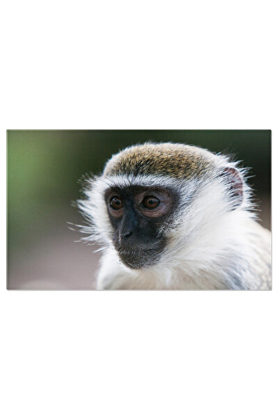 StoryGift Romania Tablou Canvas Maimuta Vervet, Animal, Natura, Primate, Maim...