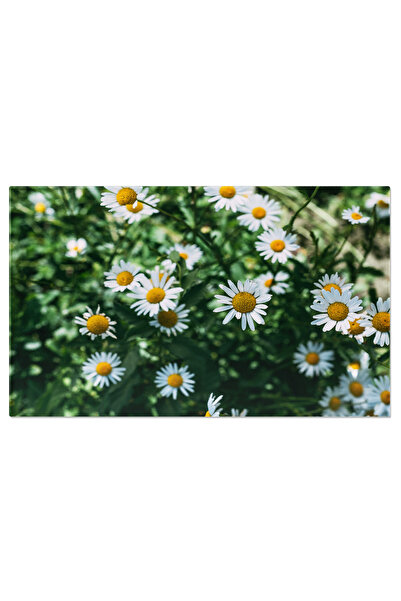 StoryGift Romania Tablou Canvas: Flora Luminoasa De Vara - Yellow, White, Garden, Blossom