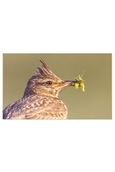 StoryGift Romania Tablou Canvas - Pasari In Habitat Natural, In Cautarea Prazii