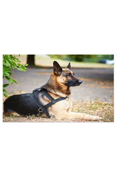StoryGift Romania Tablou Canvas Ciobanel German Pedigree, Canin Eleganta In Aer Liber