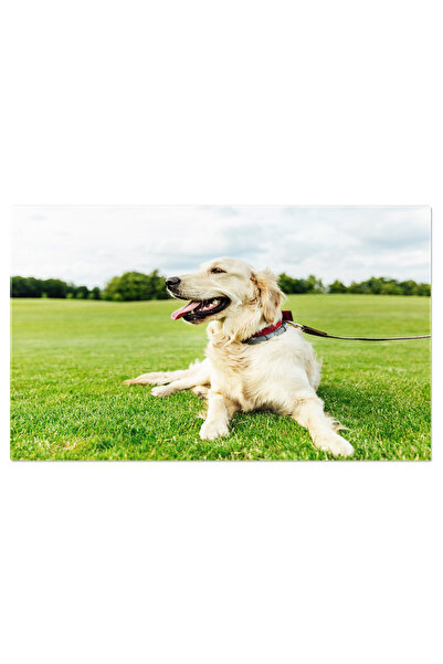 StoryGift Romania Tablou Canvas Caine Golden Retriever Dragut Culcat Pe Iarba...