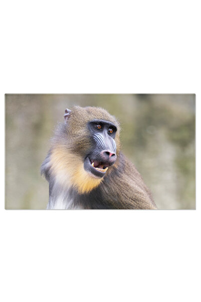 StoryGift Romania Tablou Canvas - Mandrilul Rosu: Portretul Unui Primate Curios