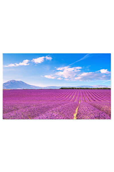 StoryGift Romania Tablou Canvas Lavanda Infloritoare In Campuri, Provence, Fl...