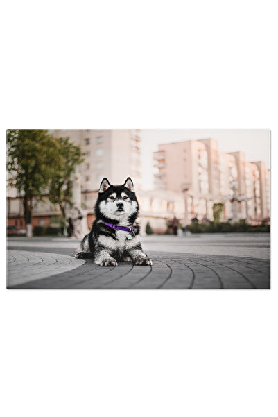 StoryGift Romania Tablou Canvas: Prietenul Nostru Pufos - Dimineata Blanda