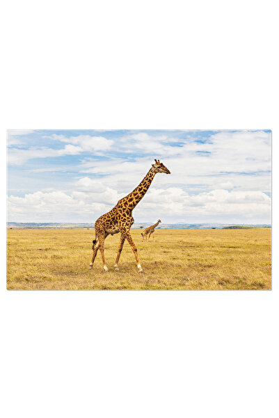 StoryGift Romania Tablou Canvas Girafe In Savannah, Africa, Giraffe, Natura, ...