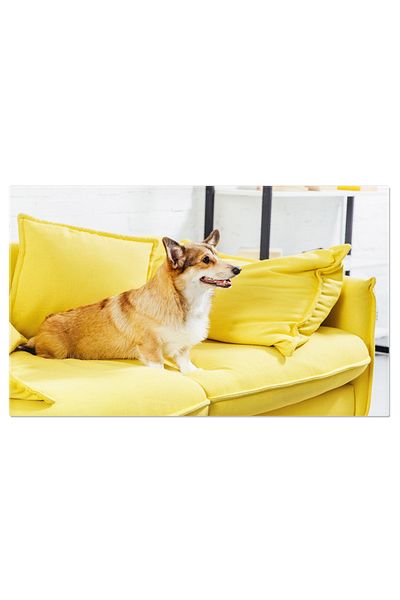 StoryGift Romania Tablou Canvas Caine Pembroke Welsh Corgi Stazand Pe Canapea Galbena Animal, Rasa, Corgi, Canape