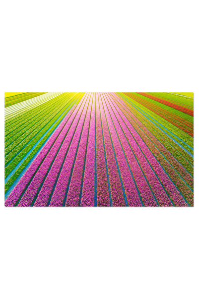 StoryGift Romania Tablou Canvas Camp De Lalele Peisaj Aereal Aereal, Primavara, Agricultura, Lalele, Olanda 1714