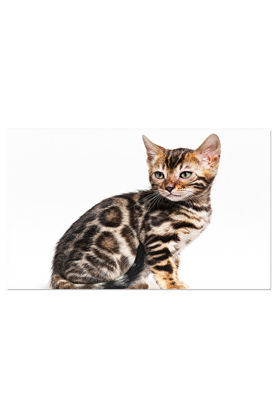 StoryGift Romania Tablou Canvas - Privire Fascinanta A Felinelor