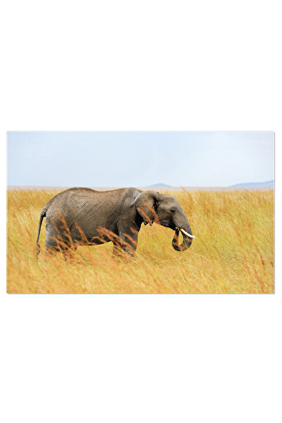 StoryGift Romania Tablou Canvas Elefant In Parcul National Al Kenyei Natura, ...