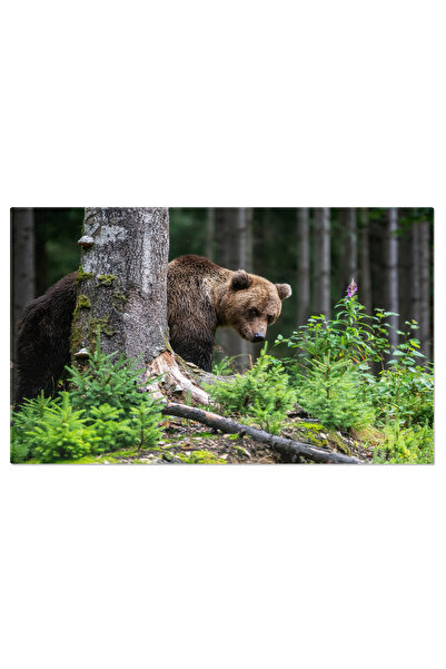 StoryGift Romania Tablou Canvas - Urs Grizzly In Habitatul Sau Natural: Imagi...