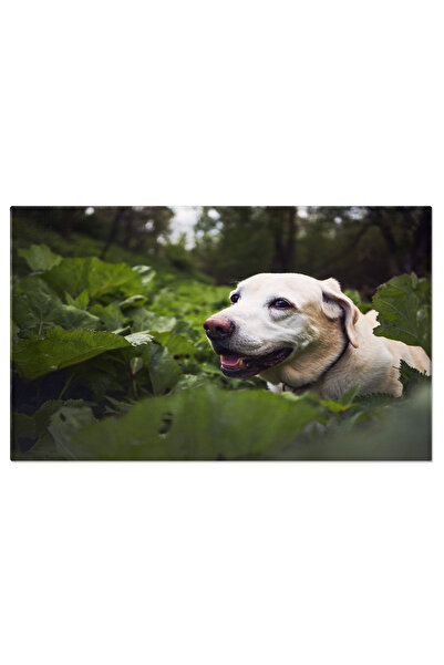 StoryGift Romania Tablou Canvas Caine Batran In Natura, Caine, Fericit, Natur...