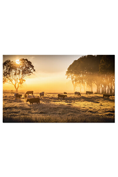 StoryGift Romania Tablou Canvas Cateva Vaci In Dimineata Peisaj Rural Austral...