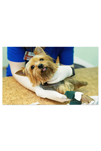 StoryGift Romania Tablou Canvas: Consultatie La Clinica - Sanatate Si Medicina