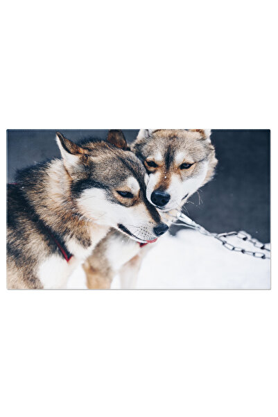 StoryGift Romania Tablou Canvas Husky Siberian In Zapada, Husky, Iarna, Zapad...
