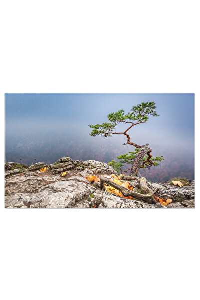 StoryGift Romania Tablou Canvas: Padurea Sokolica - Tacere Si Frumusete In Pe...