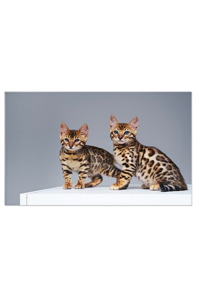 StoryGift Romania Tablou Canvas - Doua Pisici Bengal, Joc Si Expresie, Pufos Si Stralucitor