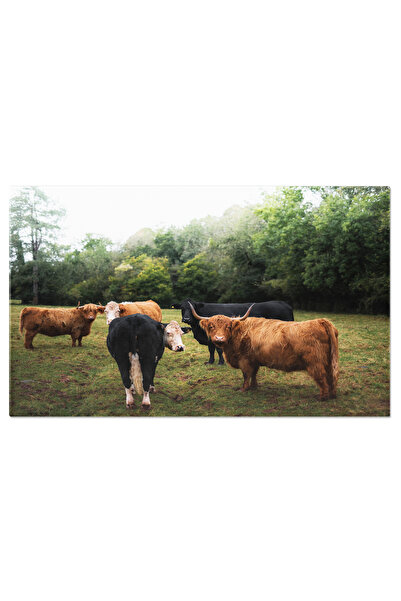 StoryGift Romania Tablou Canvas - Peisaj Montana Cu Vaci Highland Intr-o Zi S...