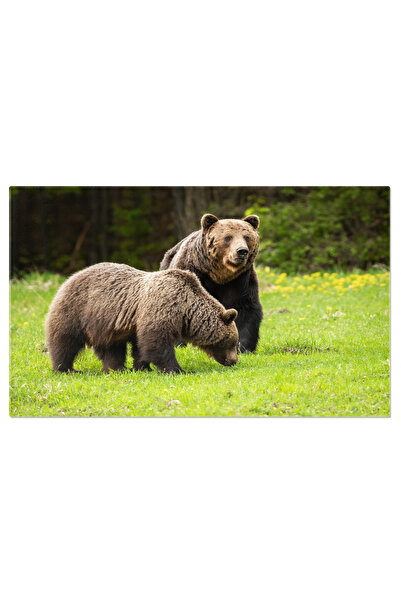 StoryGift Romania Tablou Canvas - Cuplul Urs - Dansul Tau De Imperechere In N...