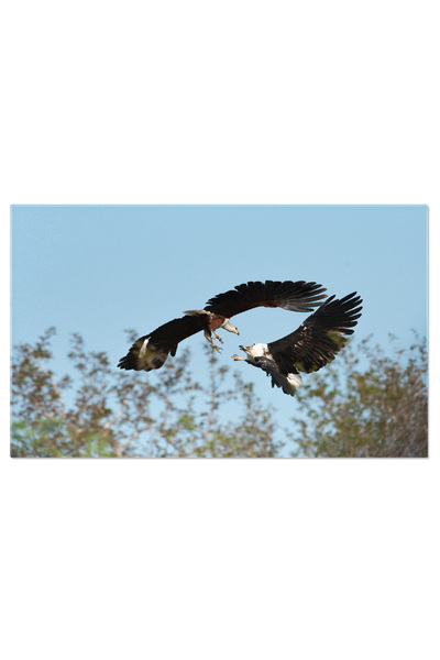 StoryGift Romania Tablou Canvas - Zborul Vulturului: Privirea Ascutita A Natu...