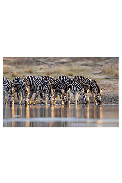 StoryGift Romania Tablou Canvas 140 X 90cm Zebre S?lbatice La Oaza De Ap? - A...