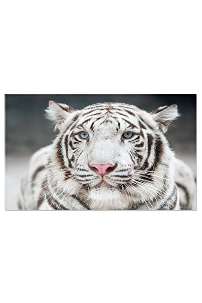 StoryGift Romania Tablou Canvas Forta Si Eleganta In Salbaticia Naturii Tigru...