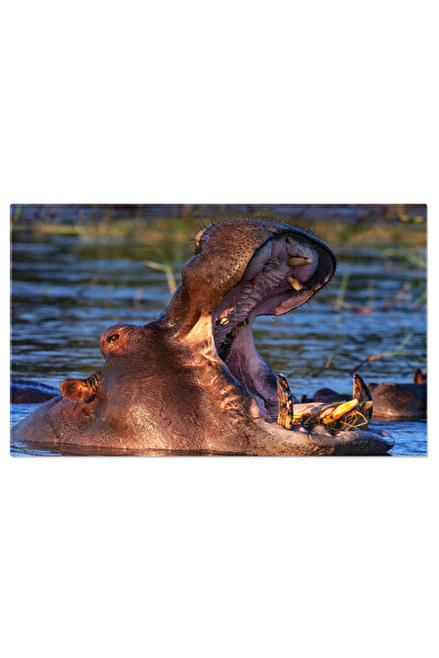 StoryGift Romania Tablou Canvas Hipopotam In Botswana, Hippopotamus, Animal, ...