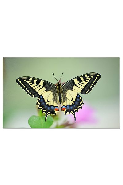 StoryGift Romania Tablou Canvas Apropiere De Fluturele Machaon Pesterat Pe O Floare Minunat Al Vietii Insectelor