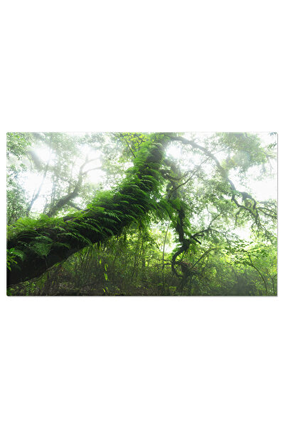 StoryGift Romania Tablou Canvas Padure Tropicala La Ang Ka Nature Trail, Aven...