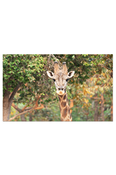 StoryGift Romania Tablou Canvas Apropiere A Capului Unei Girafe Detaliu Uimit...