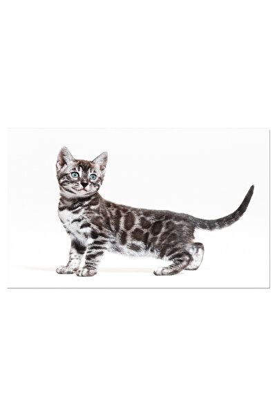 StoryGift Romania Tablou Canvas: Eleganta Felina - Portret De Pisica