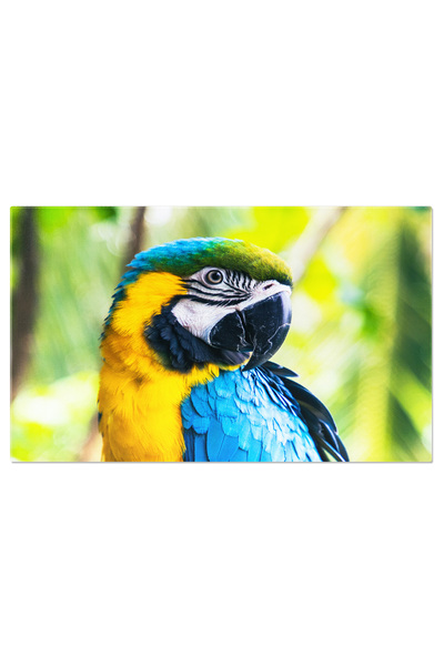 StoryGift Romania Tablou Canvas - Macaw In Splendoare: Frumusetea Naturii, Pa...