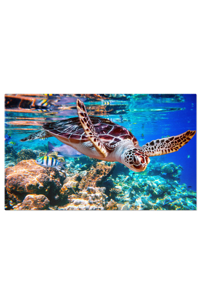 StoryGift Romania Tablou Canvas: Vietile Subacvatice Din Maldive