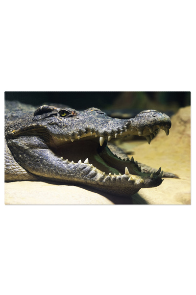 StoryGift Romania Tablou Canvas Crocodil De Apa Dulce Siamez Zambitor, O Privire Amuzanta Asupra Vietii Salbatice