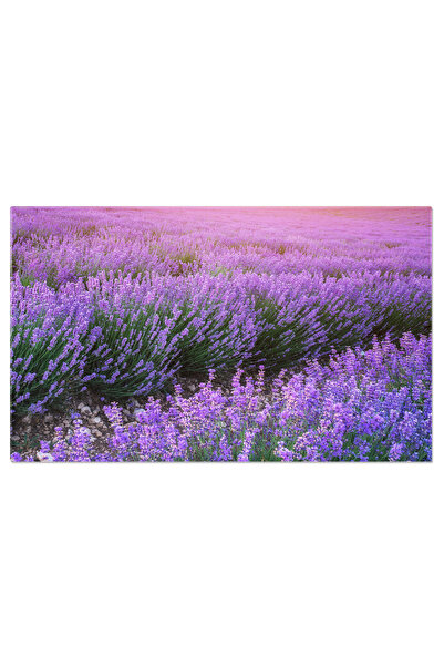 StoryGift Romania Tablou Canvas Camp De Lavanda La Apus, Agricultura, Fundal,...