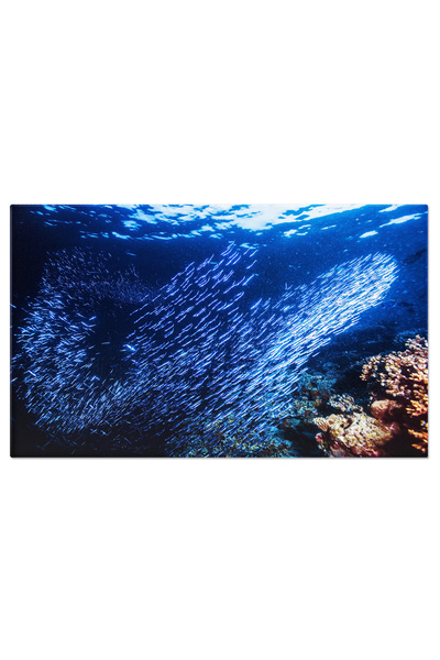 StoryGift Romania Tablou Canvas: Biodiversitate Acvatica In Cadrul Unui Recif...