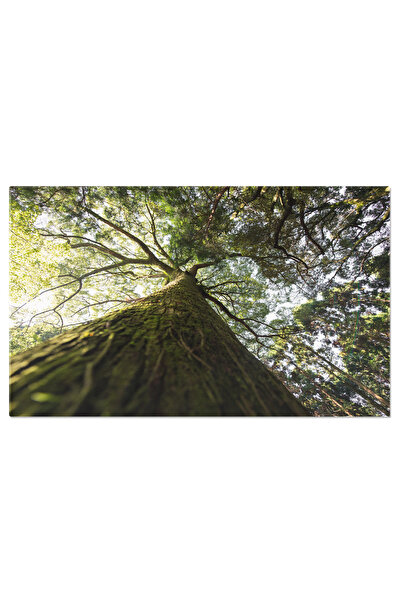 StoryGift Romania Tablou Canvas Padurea De Copaci Vazuta Din Radacini, Toamna...