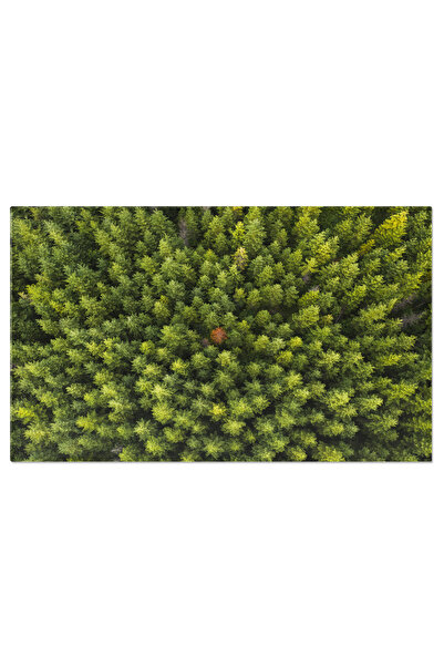 StoryGift Romania Tablou Canvas: Botanica Toamna - Frunze Si Natura