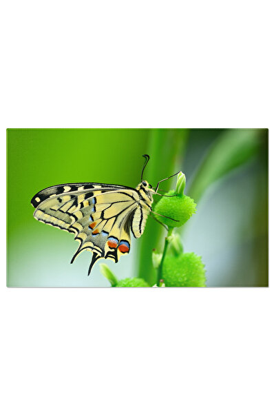 StoryGift Romania Tablou Canvas Apropiere De Fluturele Papilio Machaon Stand ...