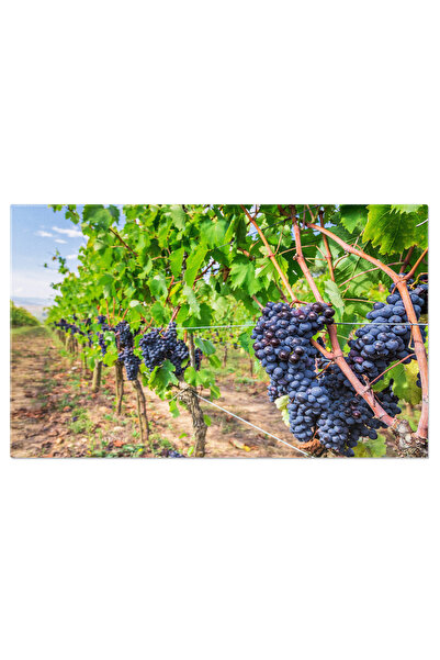 StoryGift Romania Tablou Canvas: Camp De Vita De Vie In Montalcino, Italia - ...