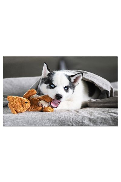 StoryGift Romania Tablou Canvas Caine Alb Mic, Rasa Husky Siberian, Husky, Caine, Siberian 97