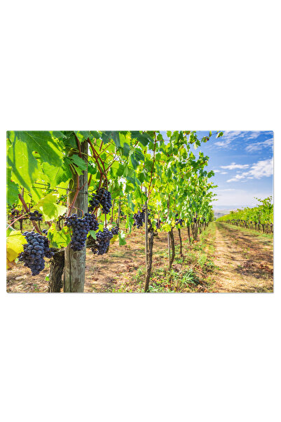 StoryGift Romania Tablou Canvas: Camp De Vita De Vie In Montalcino, Italia - ...