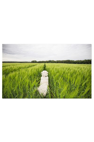 StoryGift Romania Tablou Canvas Ciobanesc Alb Mare Fericit Pe Camp De Secara Caine, Animale, Natura, Fericire 229