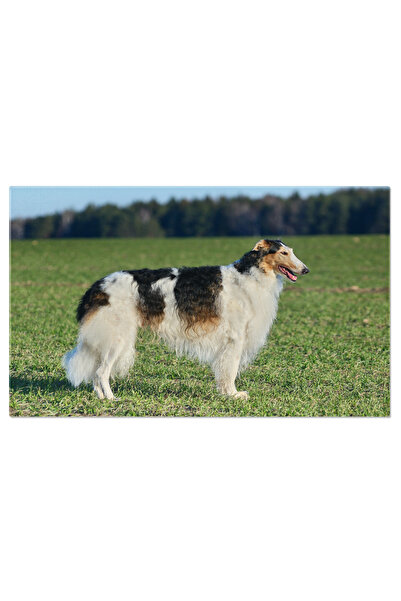 StoryGift Romania Tablou Canvas Borzoi Alb-negru In Padure Eleganta Canina. B...