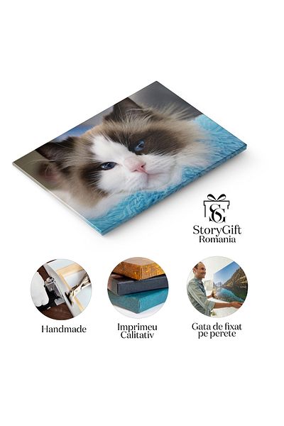 StoryGift Romania Tablou Canvas Relaxare Felina Pisica Ragdoll Tanara, Relaxata Si Adorabila, Reflectand Linistea