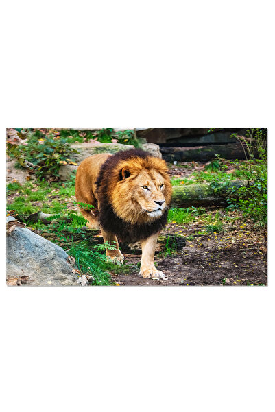 StoryGift Romania Tablou Canvas - Panthera Leo: Safari African, Regele Jungle...