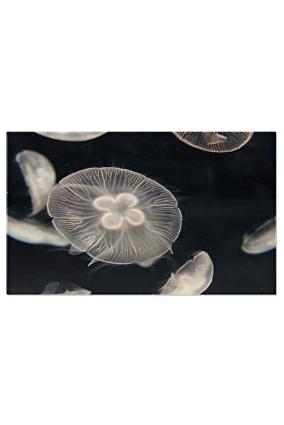 StoryGift Romania Tablou Canvas: Creaturi Fascinante Ale Adancimilor Marine