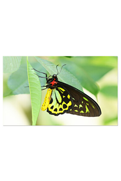 StoryGift Romania Tablou Canvas Mascul De Ornithoptera Priamus O Captura Rare...